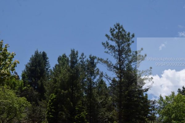 Stock Photo of Blue Sky and Pine Trees