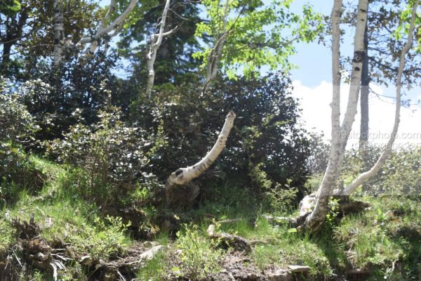 Stock Photo of Tree, Shrubs, and Blue Sky