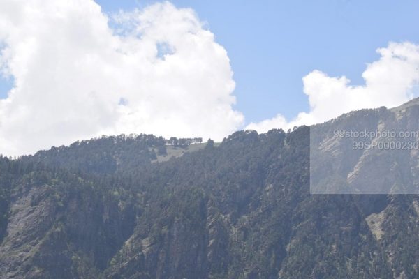 Stock Photo of Distant view of Pine Trees