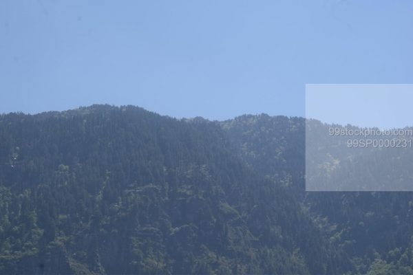 Stock Photo of Pine Trees, Mountain and Sky Blue