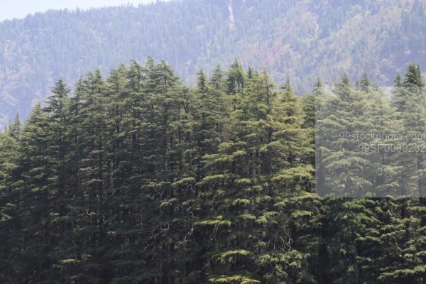 Stock Photo of Dense Pine Trees Forest