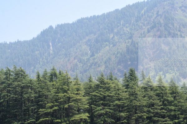 Stock Photo of Dense Forest of Pine Trees