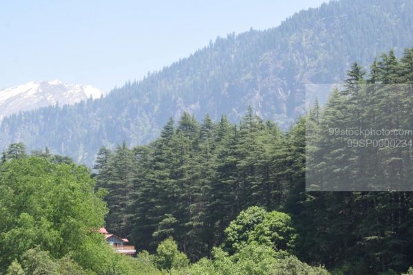 Stock Photo of Pine Tree Forest with Snow Clad Mountains