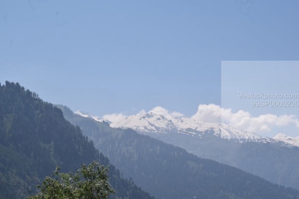 Stock Photo of Pine Trees and Snowy Moutains Distant View