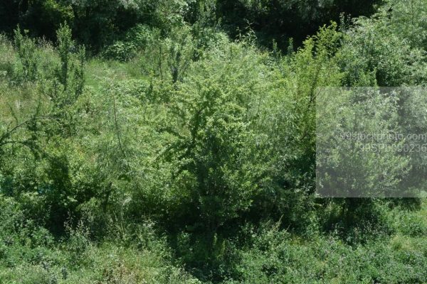 Stock Photo of Apple Tree in Shrubs