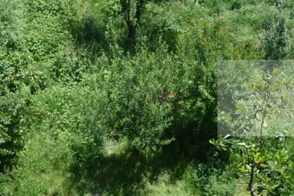 Stock Photo of  Apple Trees