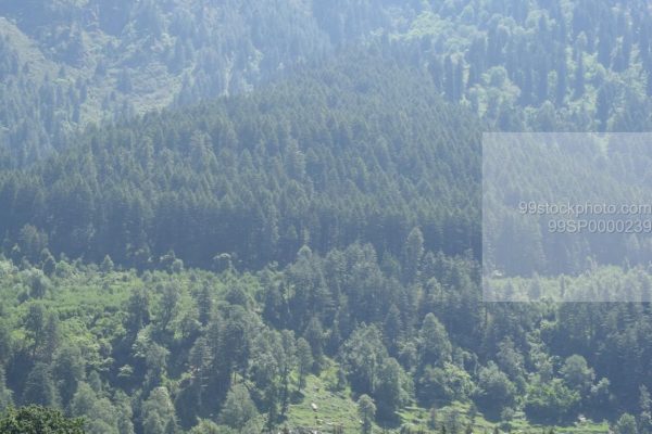 Stock Photo of Dense Pine Forest in Manali