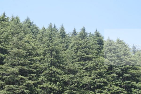 Stock Photo of  Elevated view of pine trees