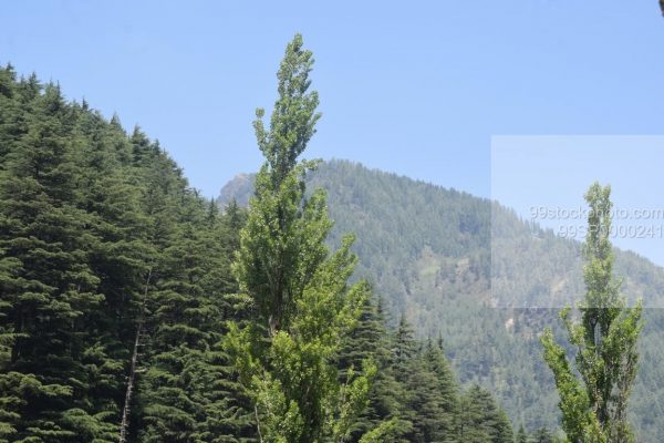 Stock Photo of  Pine Trees in Manali and Forest View