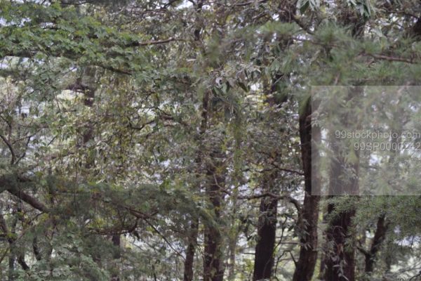 Stock Photo of Pine Woods Trees in manali