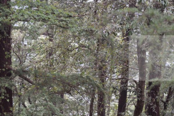 Stock Photo of Pine Woods Trees in manali Type 1