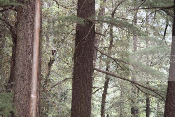 Stock Photo of Pine Wood Bark