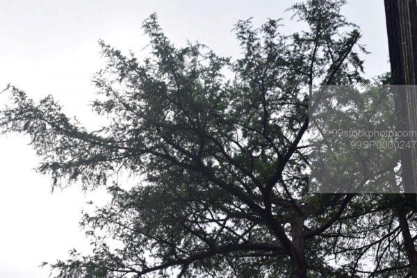 Stock Photo of Elevated View of pine Tree and forest