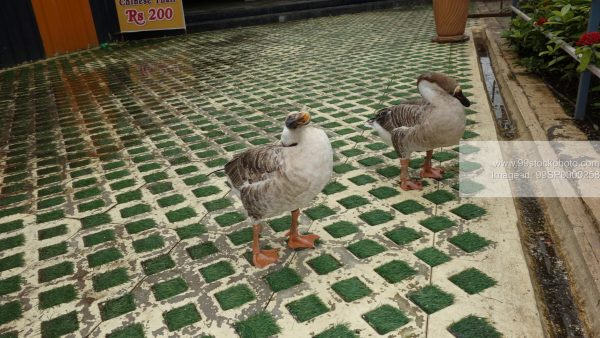 Stock Photo of Two Ducks