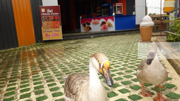 Stock Photo of Two Ducks on Flooring Type 1