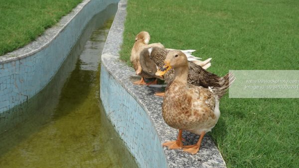 Stock Photo of Three Ducks