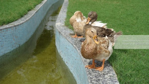 Stock Photo of Three Ducks