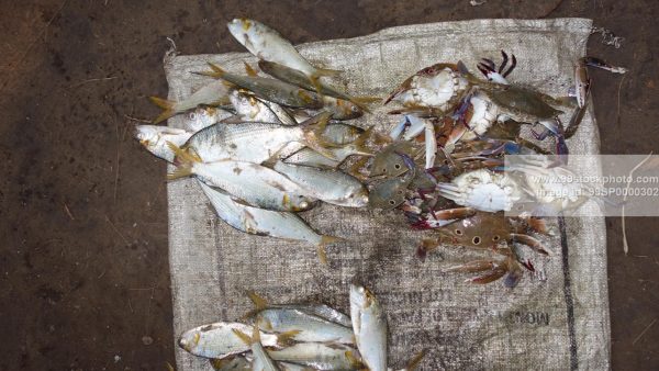 Stock Photo of Fresh Catch of Fish by a Fisherman Type 3