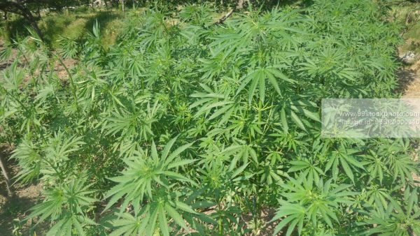 Stock Photo of Marijuana Weed Growing in Himalayas Type 1