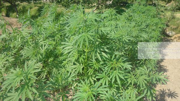 Stock Photo of Marijuana Weed Growing in Himalayas Type 2