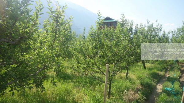 Stock Photo of Apple Trees in a farm