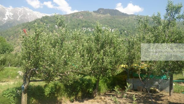 Stock Photo of Apple Trees in a farm with Hill in Background