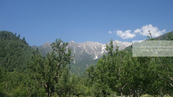 Stock Photo of Apple Trees with Snow Clad Mountains in Background