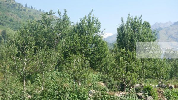 Stock Photo of Apple Trees in Manali