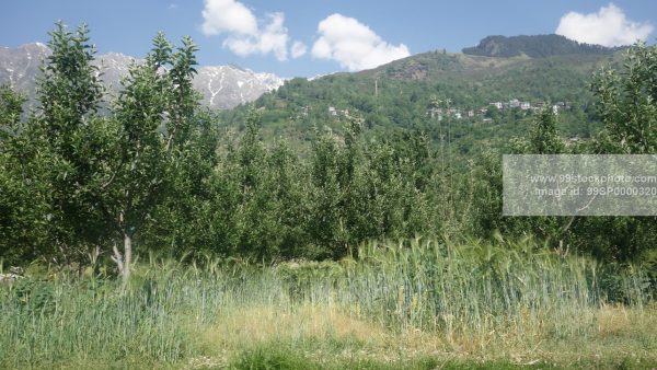 Stock Photo of Apple Tree with background of Snowy hills Type 2