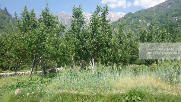 Stock Photo of Apple Trees in Manali