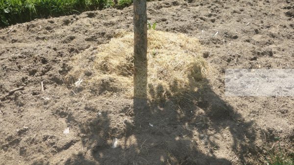 Stock Photo of Mulching of Trees with Husk