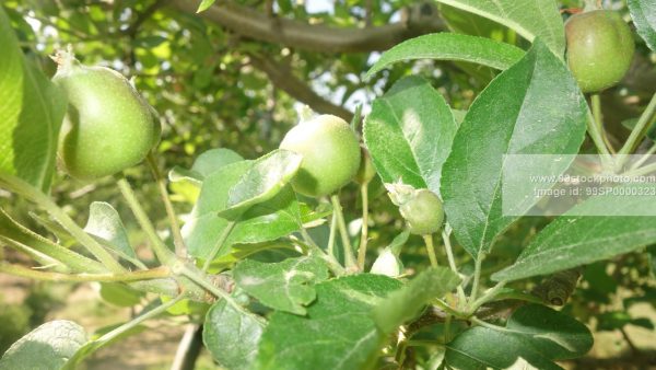 Stock Photo of Raw Apple