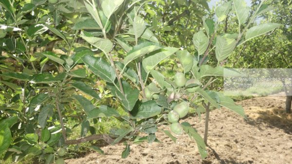 Stock Photo of Raw Apple on Apple Tree