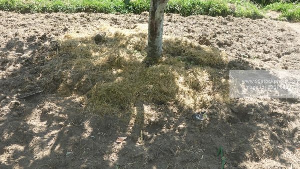 Stock Photo of Mulching of Apple Trees with Husk