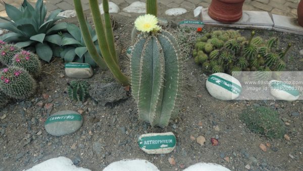 Stock Photo of Espotat Cactus with other Cactus