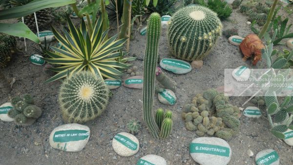 Stock Photo of Melange of Cactus Type 2