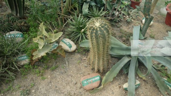 Stock Photo of Leninghausii Cactus