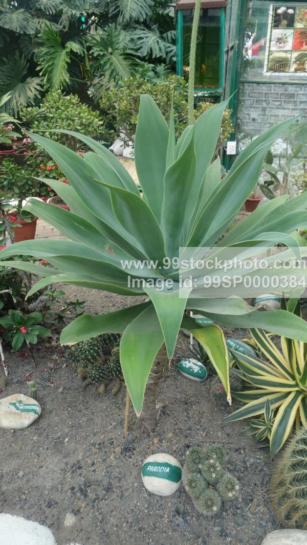 Stock Photo of Parodia Plant