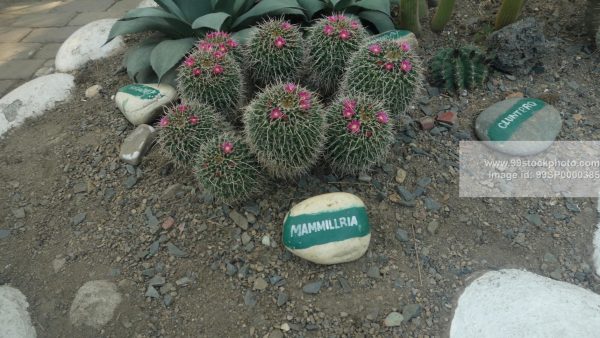 Stock Photo of Mammillria Cactus Plant