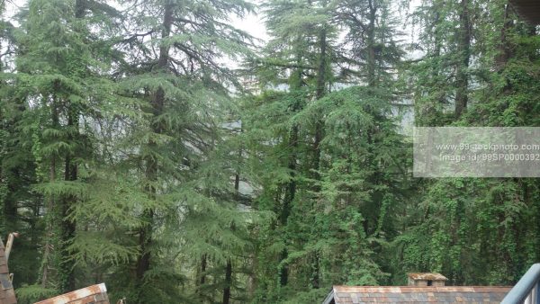 Stock Photo of Lush Pine Trees and Roof