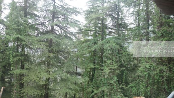 Stock Photo of Lush Pine Trees