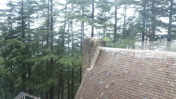 Stock Photo of Slopping Roof and Pine Trees Type 1