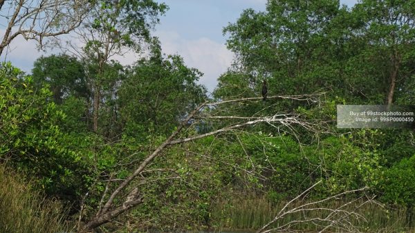 Stock Photo of Mangrove Forest with Bird| 99 Stock Photo