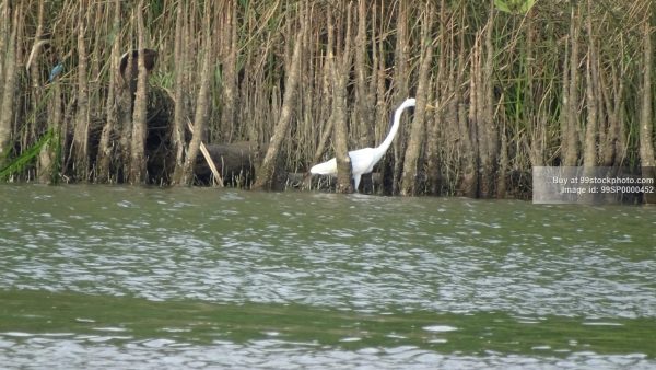 Stock Photo of Marshy Mangrove Forest with Heron Bird| 99 Stock Photo