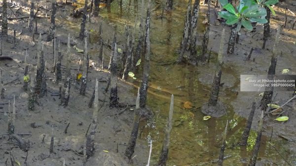 Stock Photo of Marshy Mangrove Forest| 99 Stock Photo