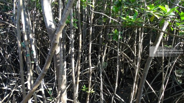 Stock Photo of Mangrove Forest Type 1| 99 Stock Photo