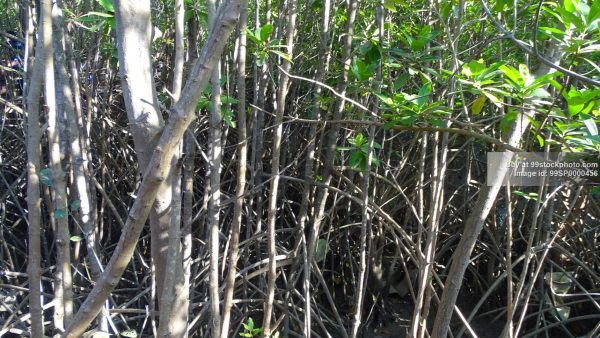 Stock Photo of Mangrove Forest Type 2| 99 Stock Photo