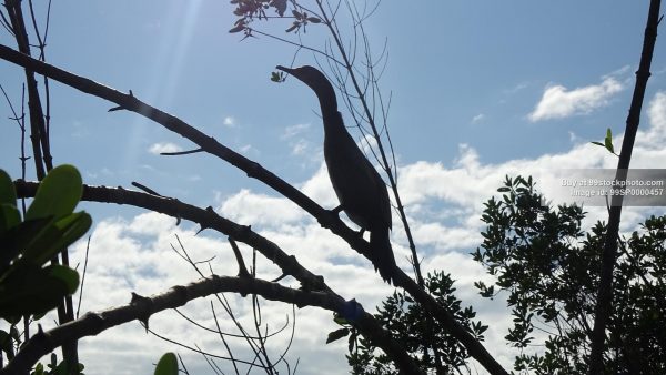 Stock Photo of Mangrove Forest Bird| 99 Stock Photo