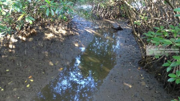 Stock Photo of Marshy Land in Mangrove Forest| 99 Stock Photo