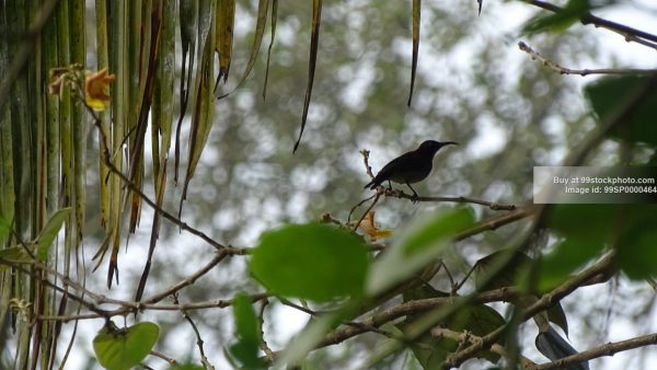 Stock Photo of Amethyst Sunbird Purple Sunbird in Ratnagiri| 99 Stock Photo